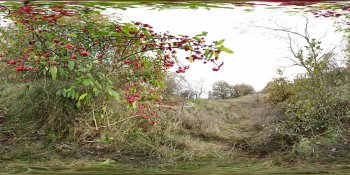 Euonymus Europeaus panorama