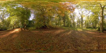 Dundock Wood, Scotland panorama